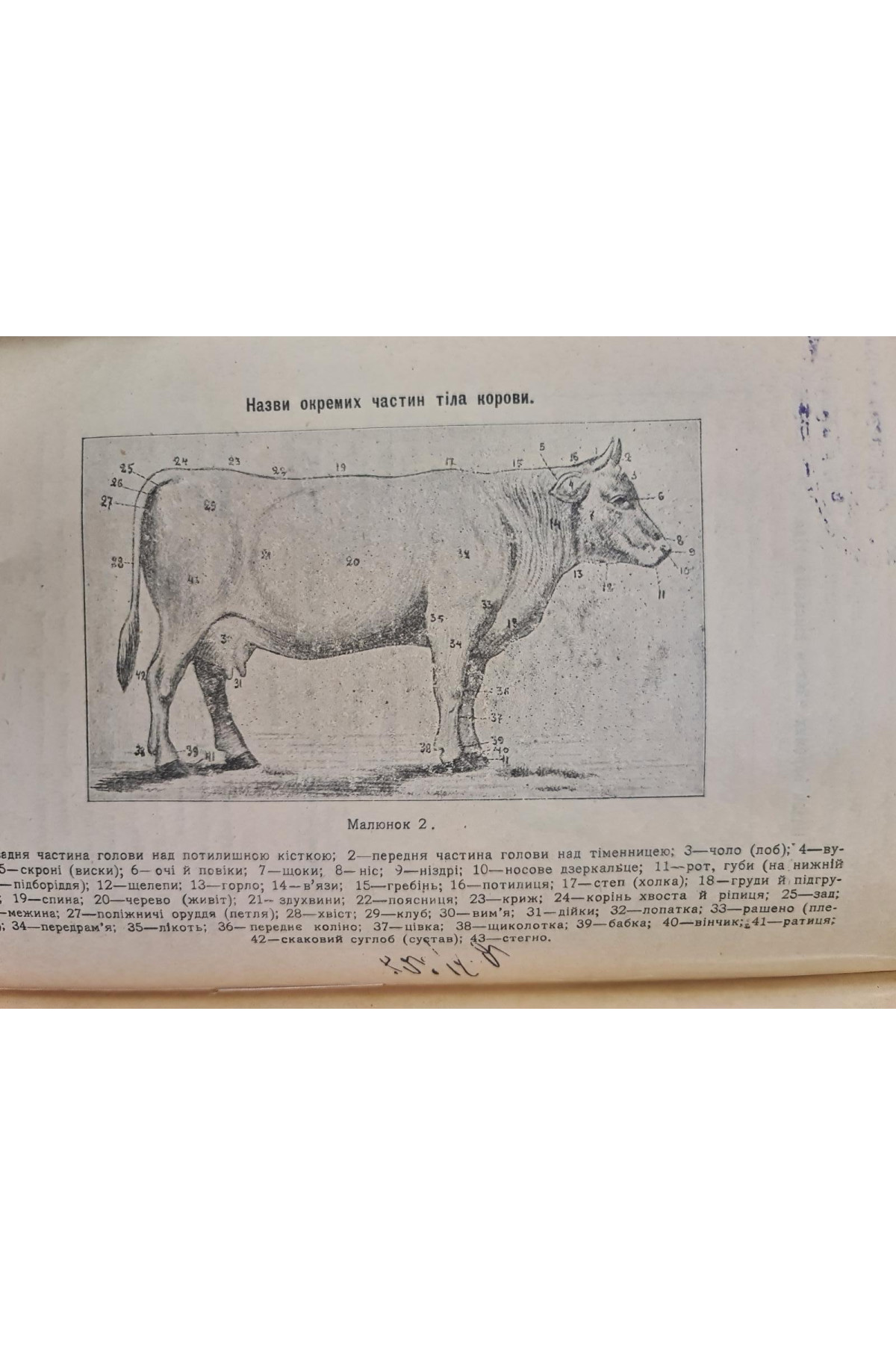 1919 р. Скотолічебник Ветеринарні поради В. Королів