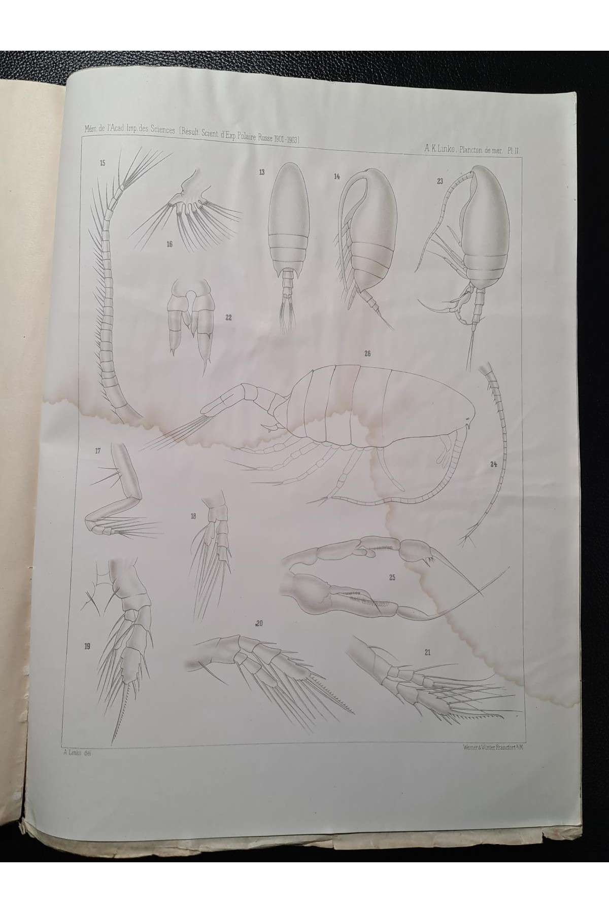 1913 р. Зоопланктон Сибирского Ледовитого океана по сборам Русской полярной экспедиции 1900–1903 рр