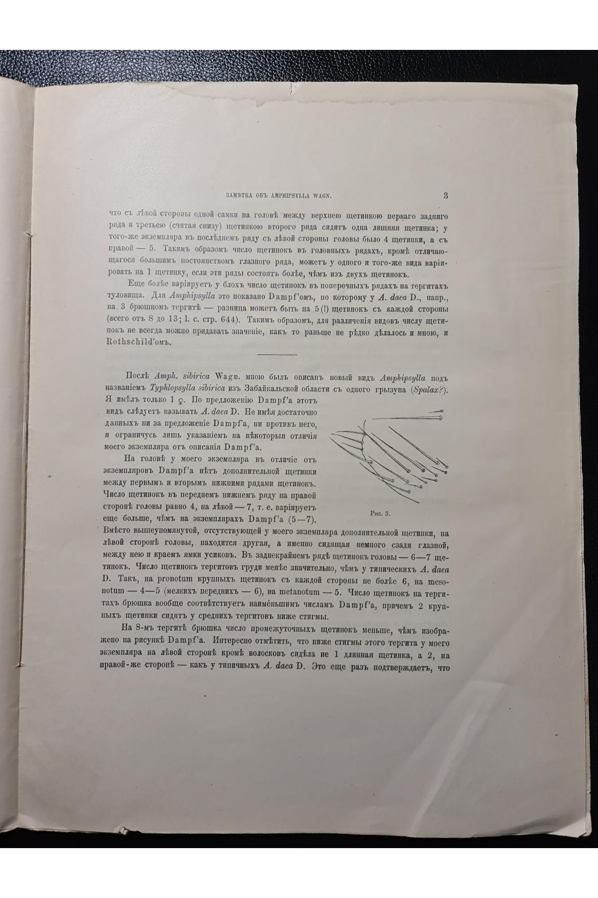 1914 р. Замѣтка о родѣ Amphipsylla Wagn