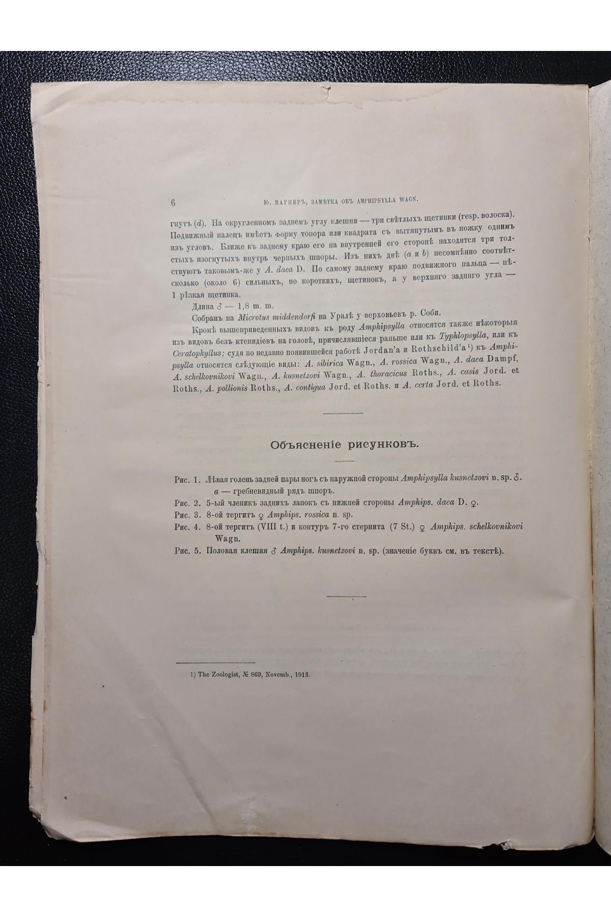 1914 р. Замѣтка о родѣ Amphipsylla Wagn