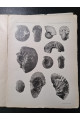 1914 р. Юрские и нижнемеловые серналоподы Северной Сибири