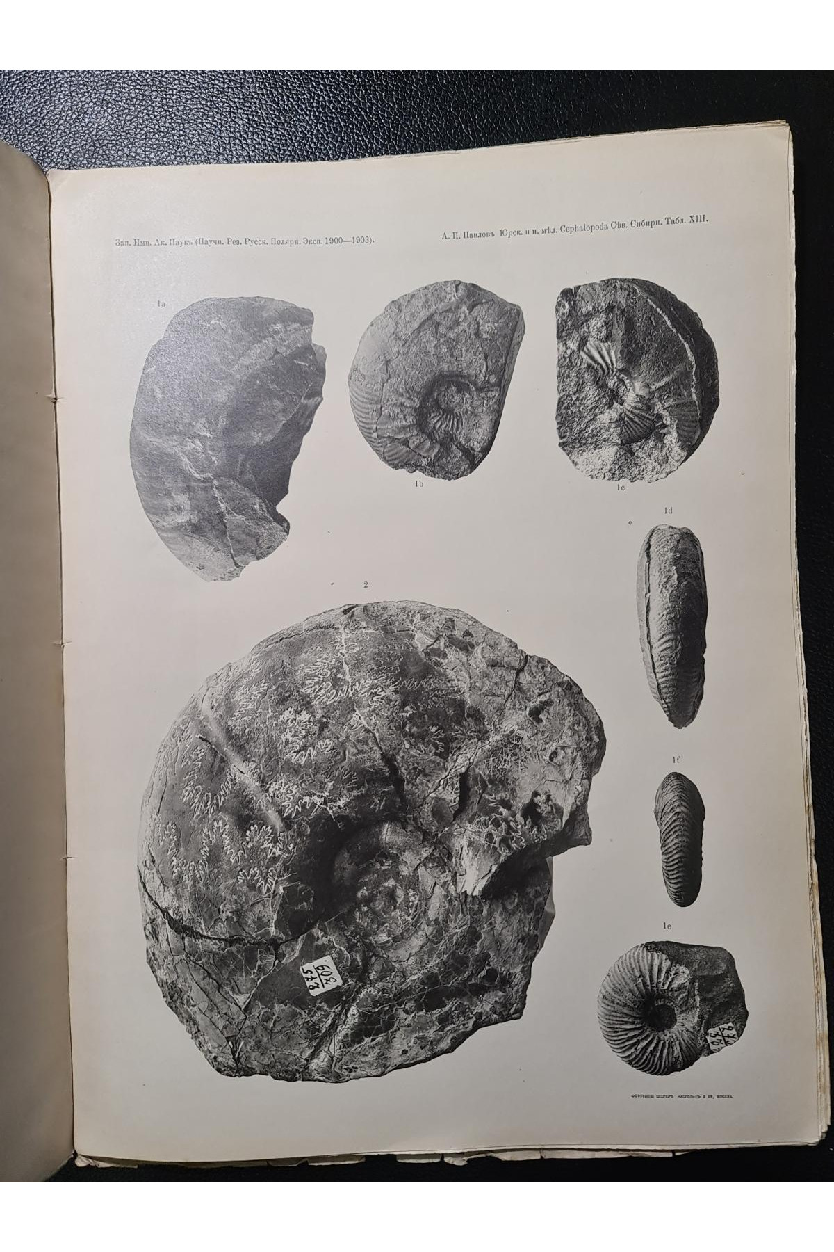 1914 р. Юрские и нижнемеловые серналоподы Северной Сибири