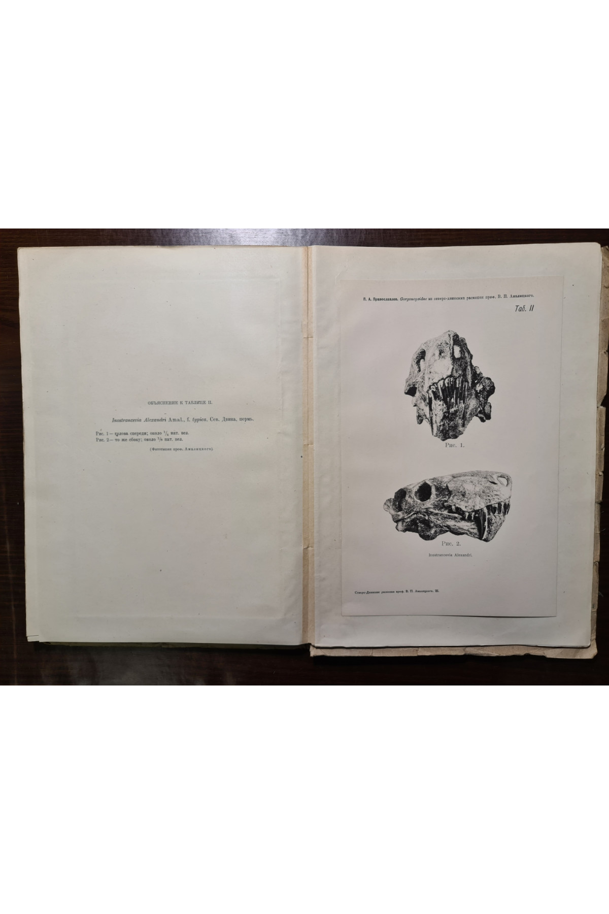 1927 г. Северо-двинских раскопок В. П. Амалицкого Описание скелетных остатков 