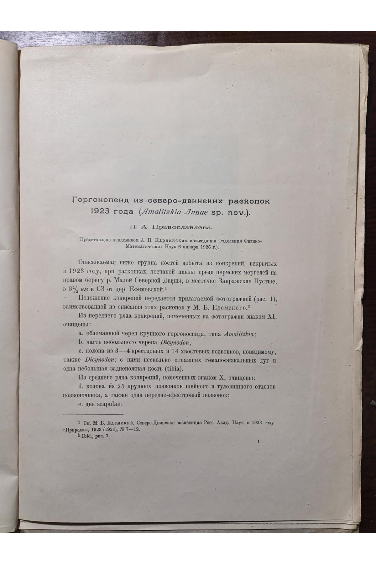 1927 г. Горгонопсид из Северо-Двинских раскопок 1923 года