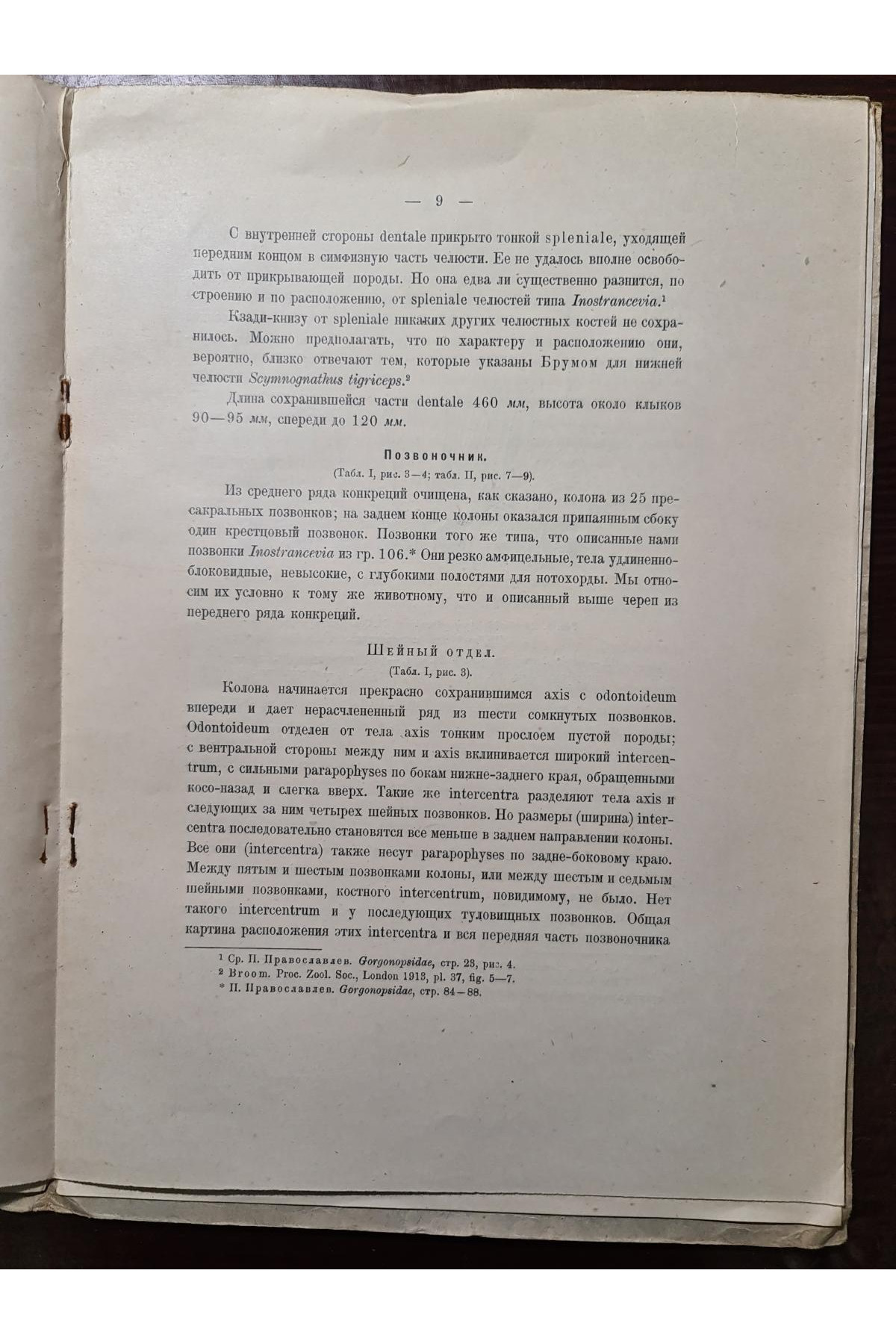 1927 г. Горгонопсид из Северо-Двинских раскопок 1923 года