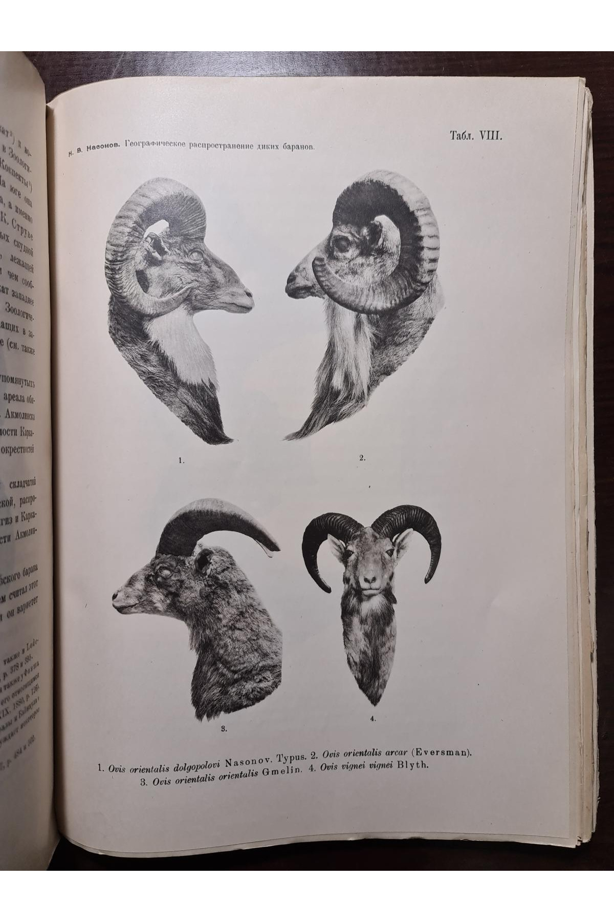 1923 р. Географическое распространение диких баранов Старого Света
