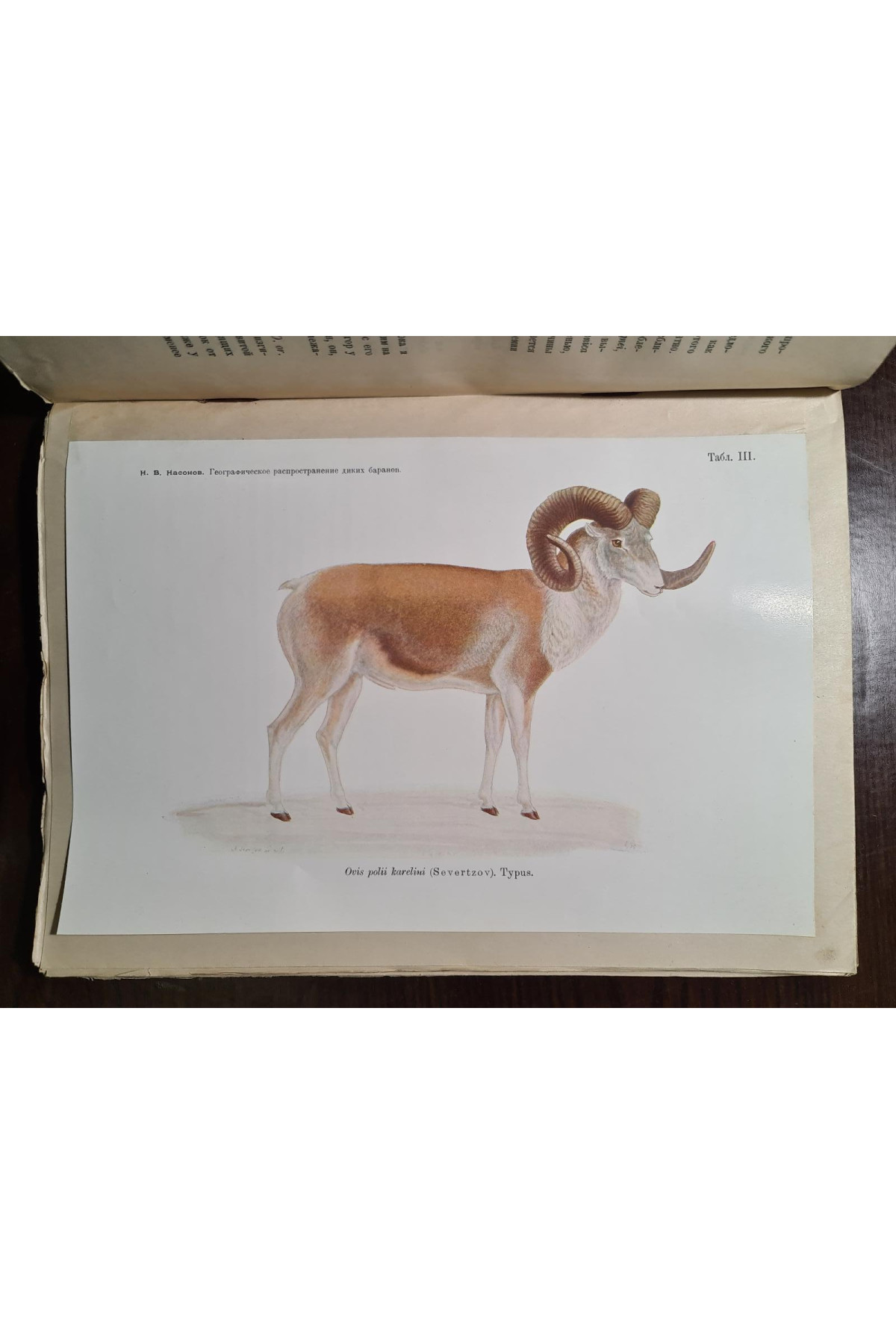1923 р. Географическое распространение диких баранов Старого Света