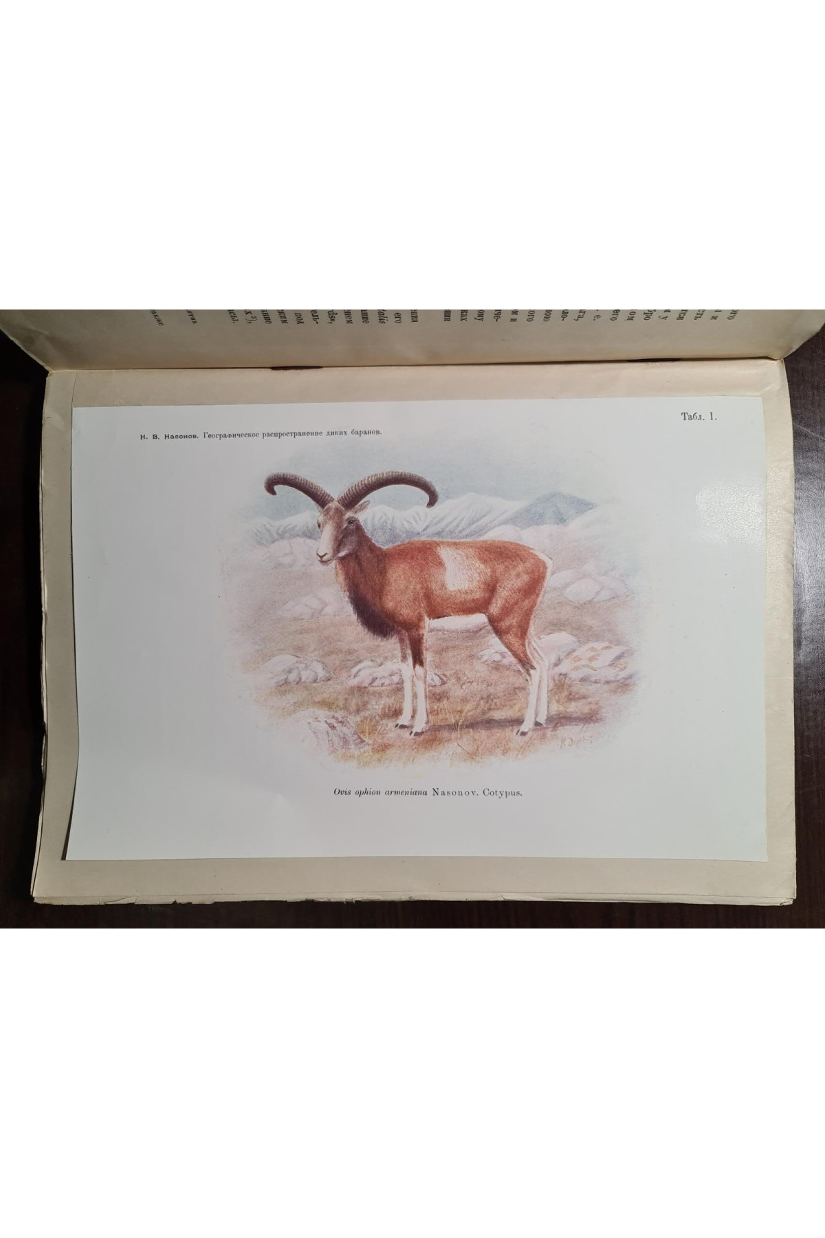 1923 р. Географическое распространение диких баранов Старого Света