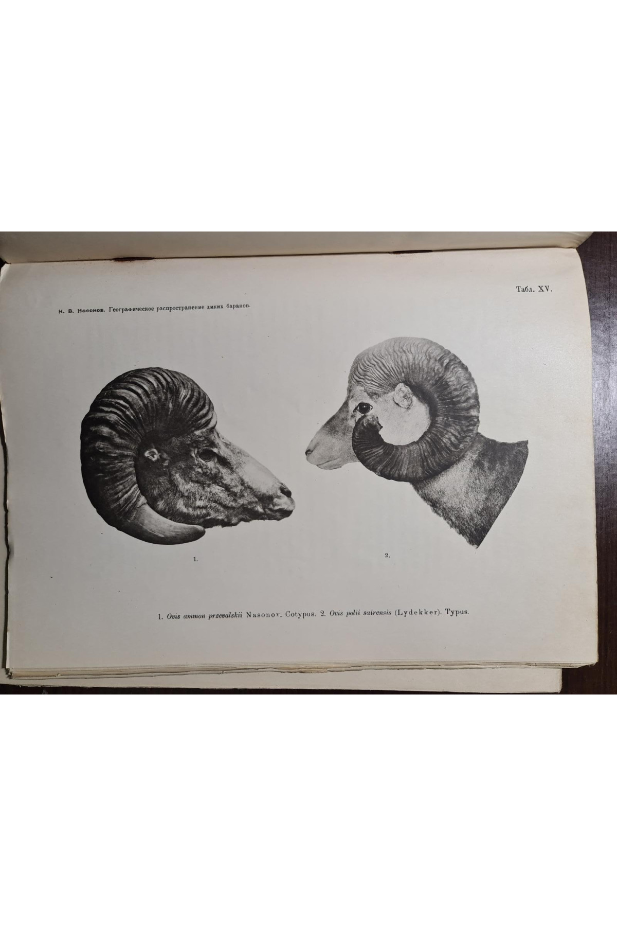 1923 р. Географическое распространение диких баранов Старого Света