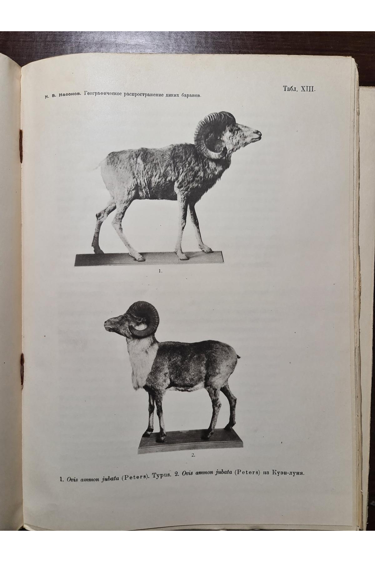 1923 р. Географическое распространение диких баранов Старого Света