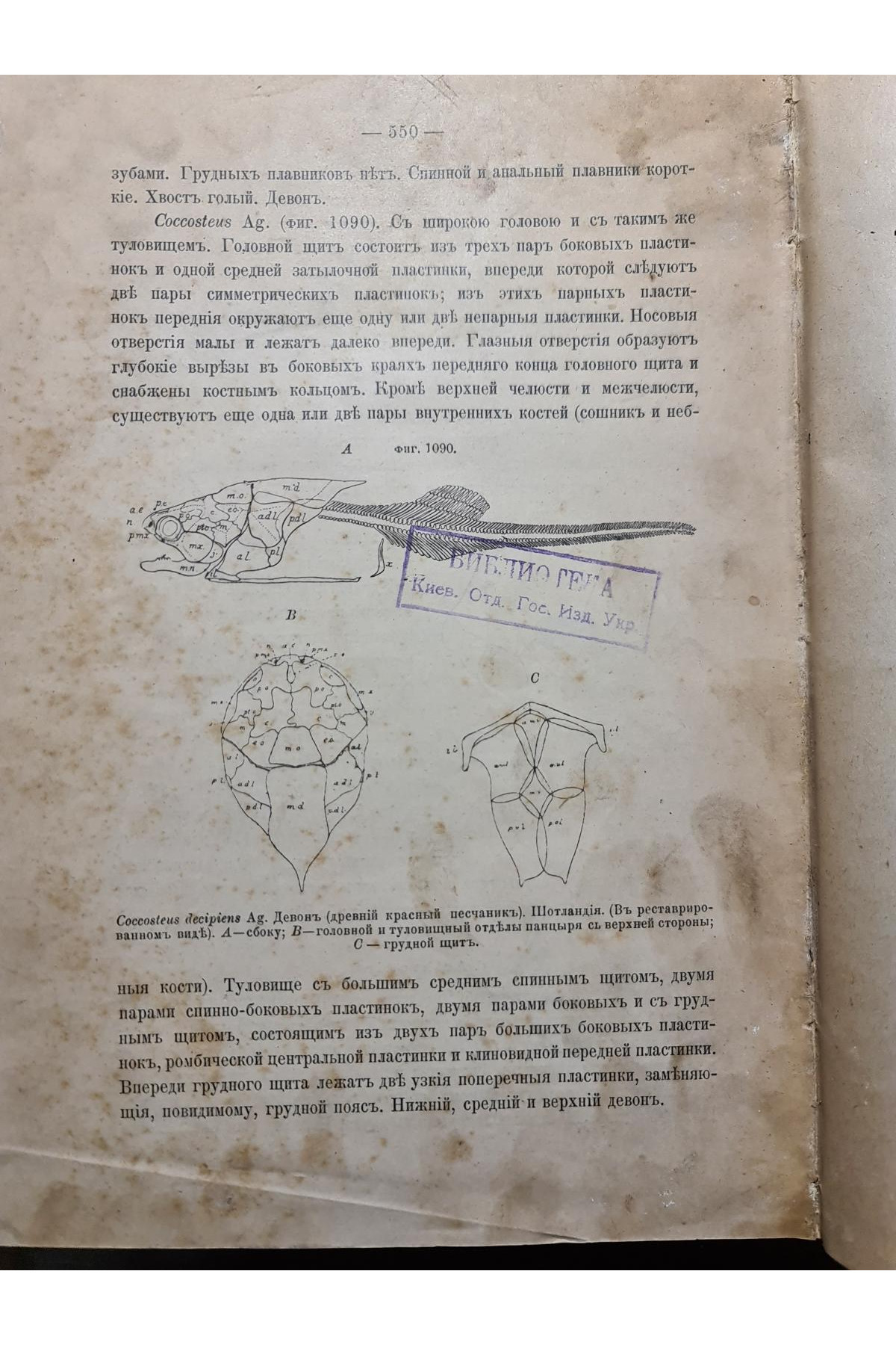 1897 р. Краткий курс палеонтологии Моллюски Лагузин