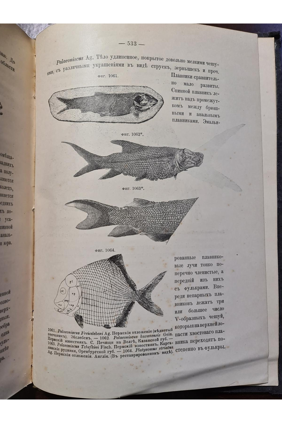 1897 р. Краткий курс палеонтологии Моллюски Лагузин