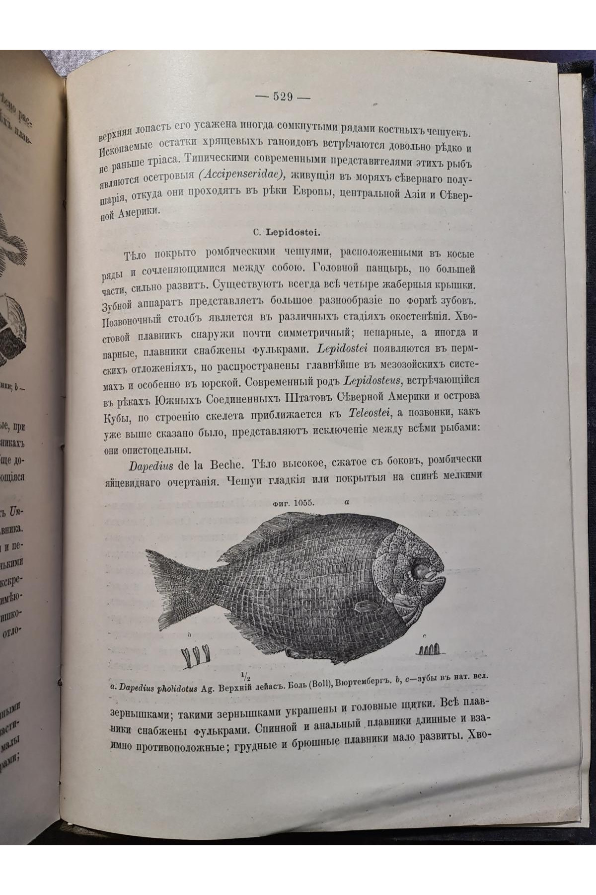 1897 р. Краткий курс палеонтологии Моллюски Лагузин