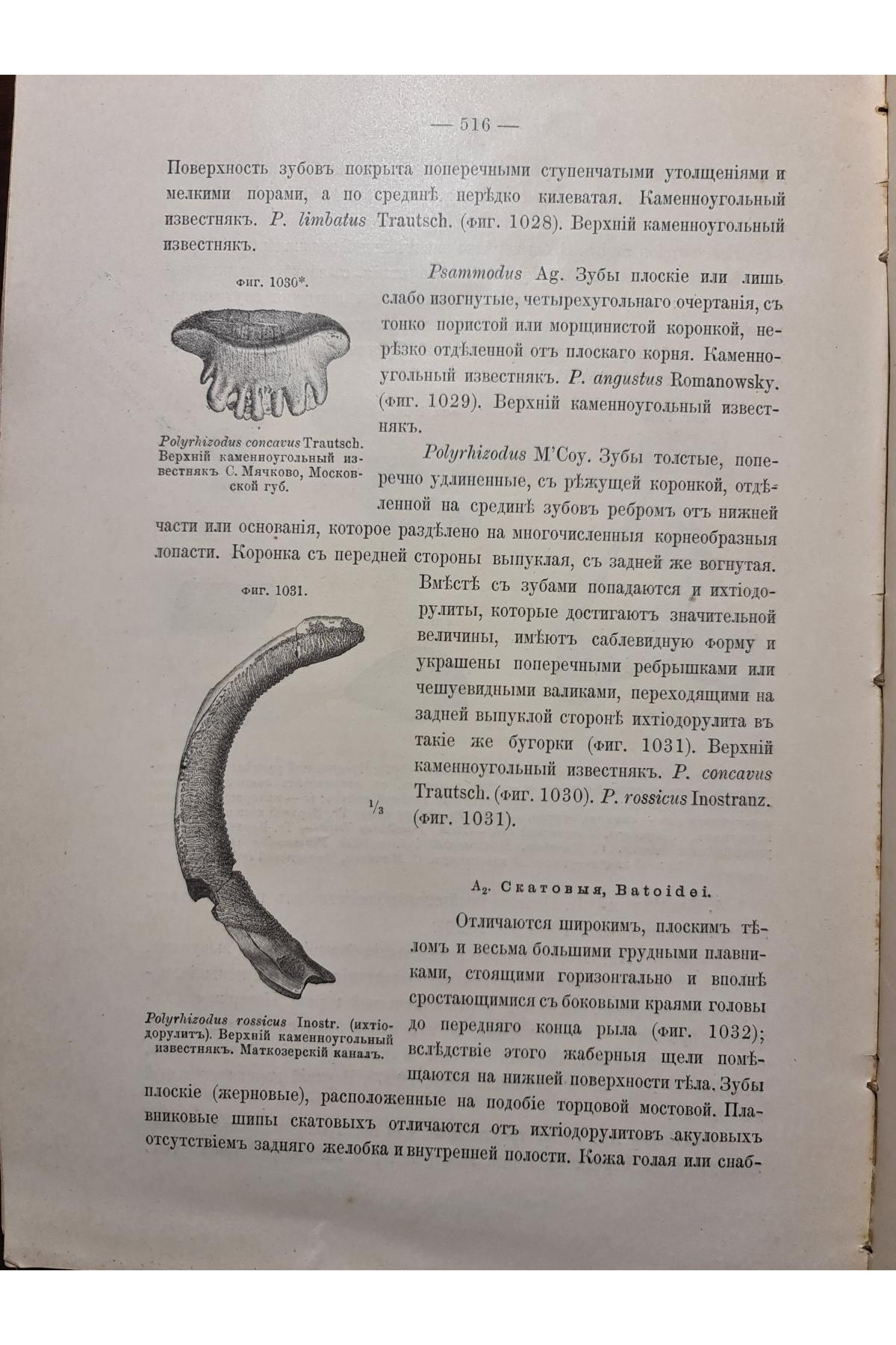 1897 р. Краткий курс палеонтологии Моллюски Лагузин