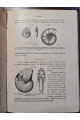 1897 р. Краткий курс палеонтологии Моллюски Лагузин
