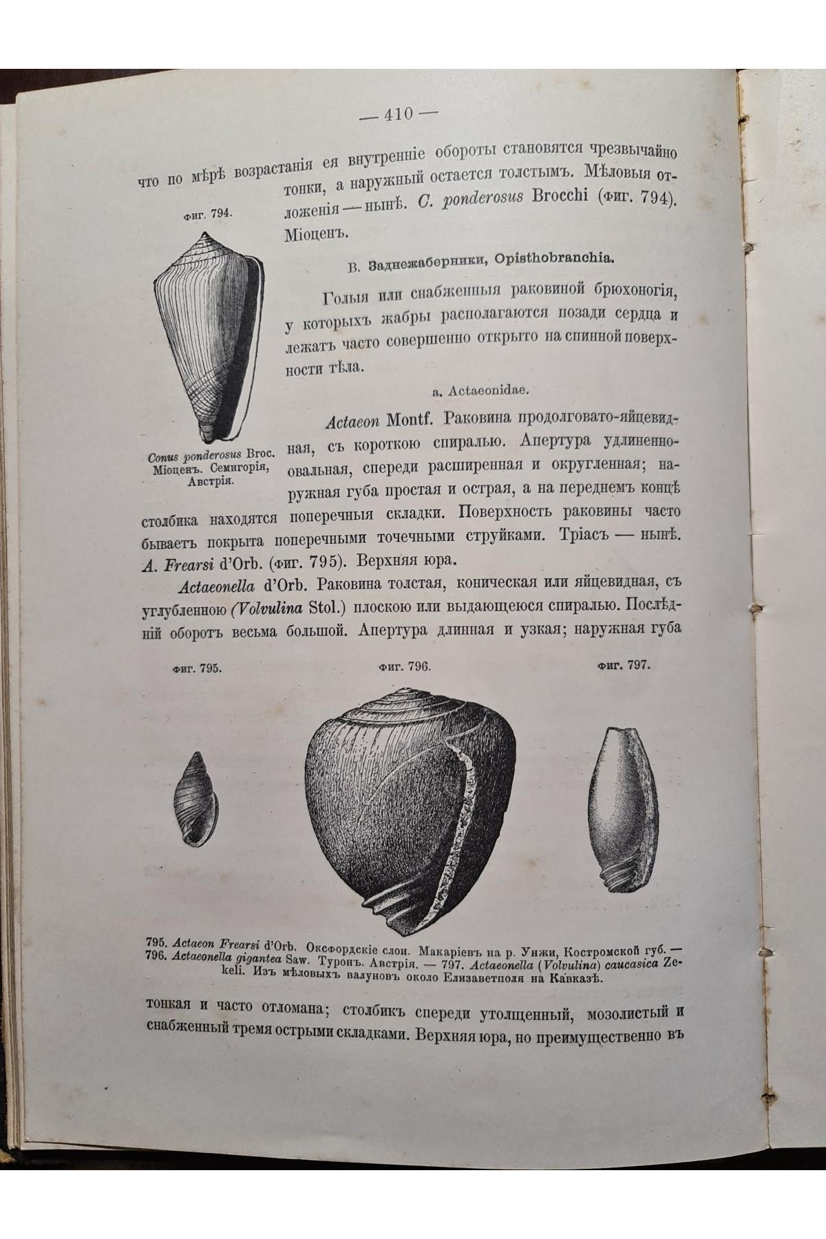1897 р. Краткий курс палеонтологии Моллюски Лагузин