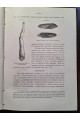 1897 р. Краткий курс палеонтологии Моллюски Лагузин