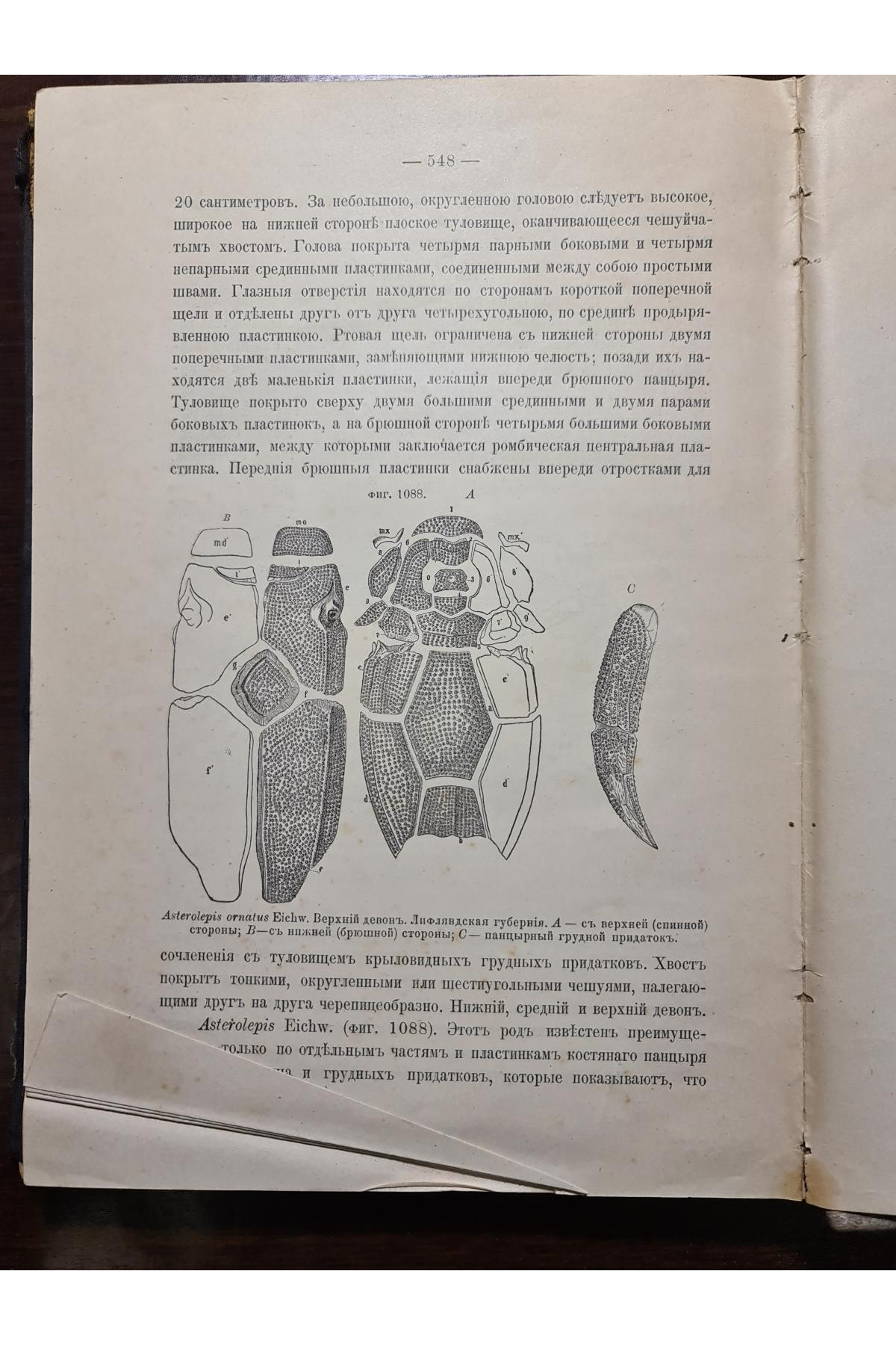 1897 р. Краткий курс палеонтологии Моллюски Лагузин