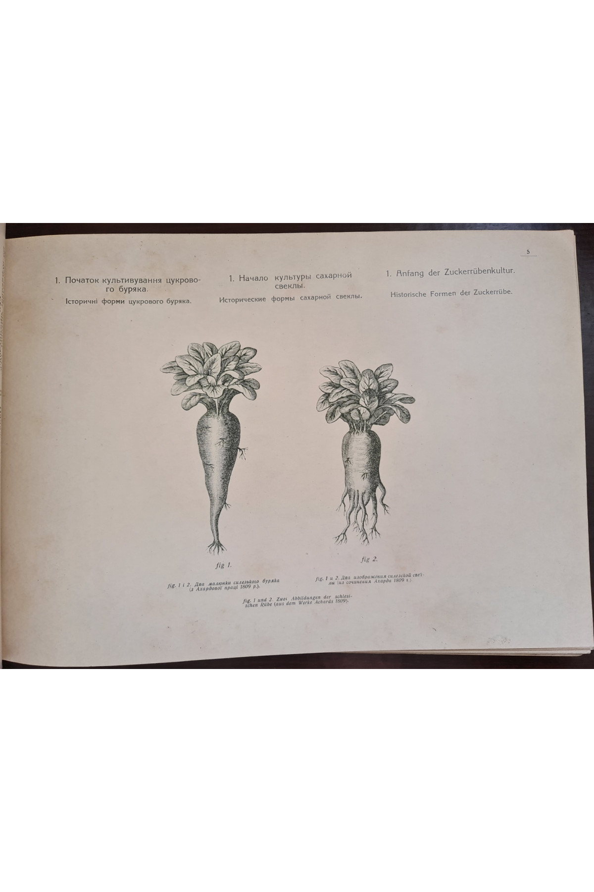 1922 р. Атлас малюнків з анатомії та біології цукрового буряка